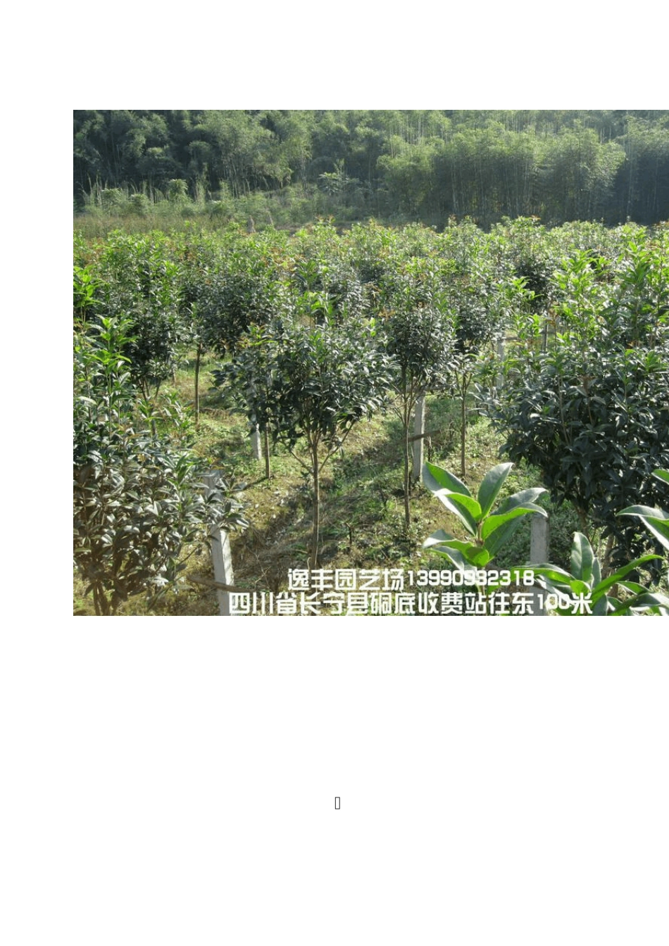 桂花树的栽植_第1页