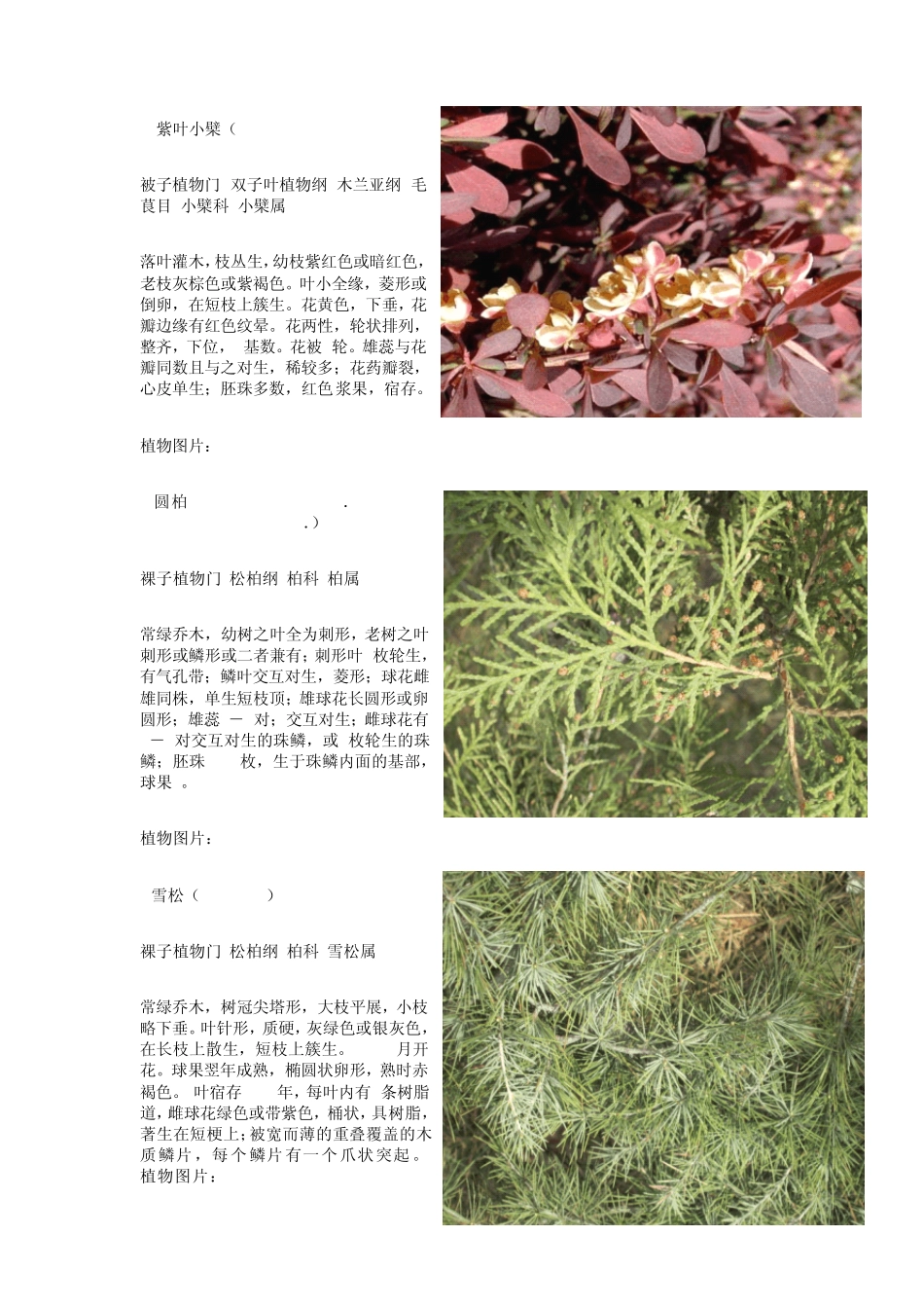 植物140简介_第2页