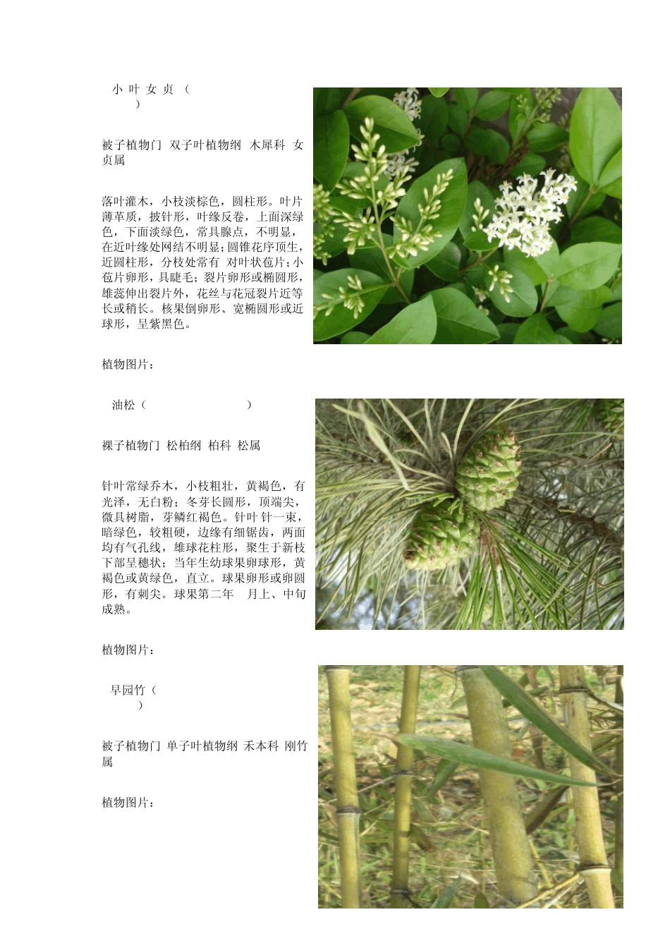 植物140简介_第3页