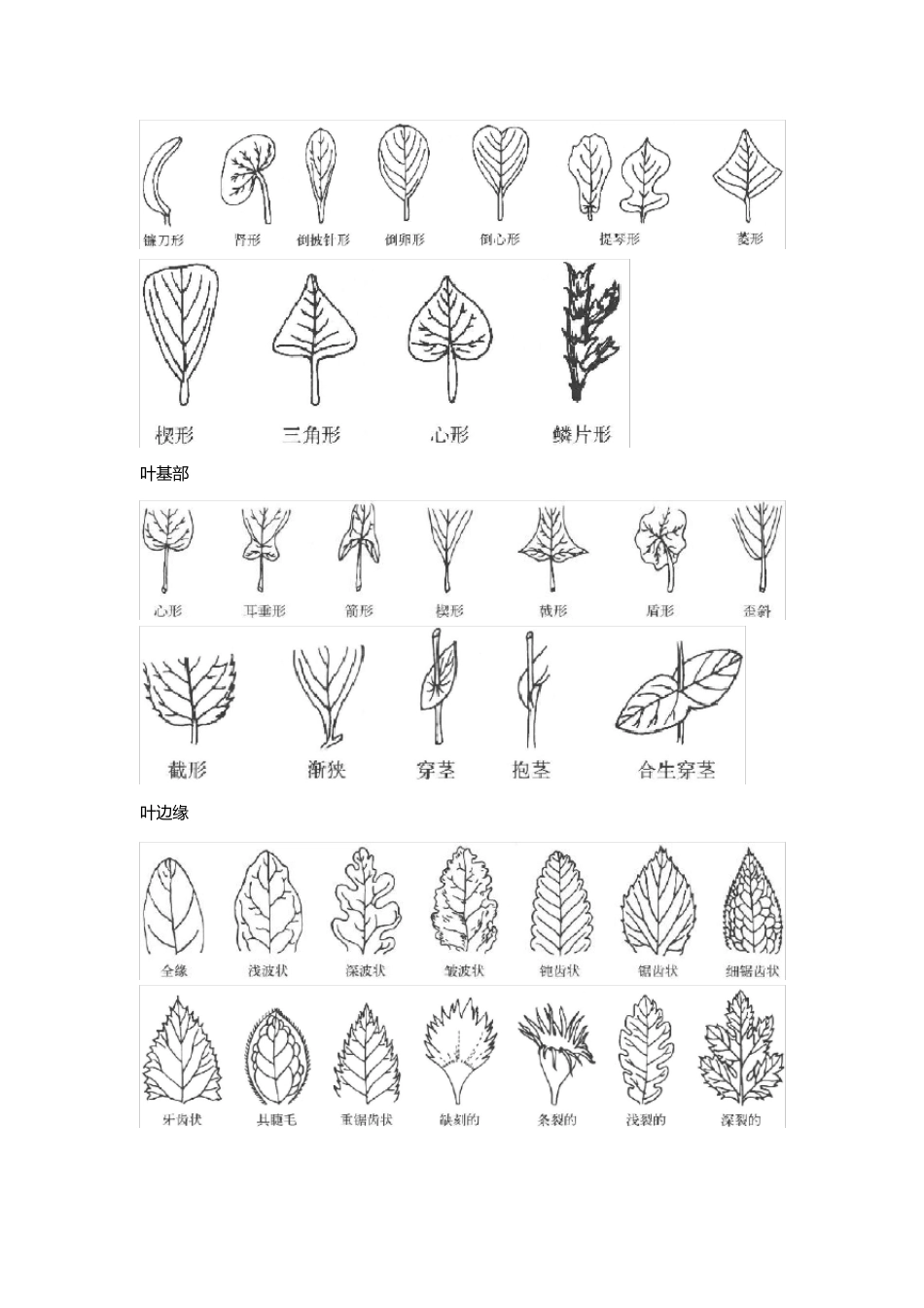 植物分类学常用术语图解_第2页