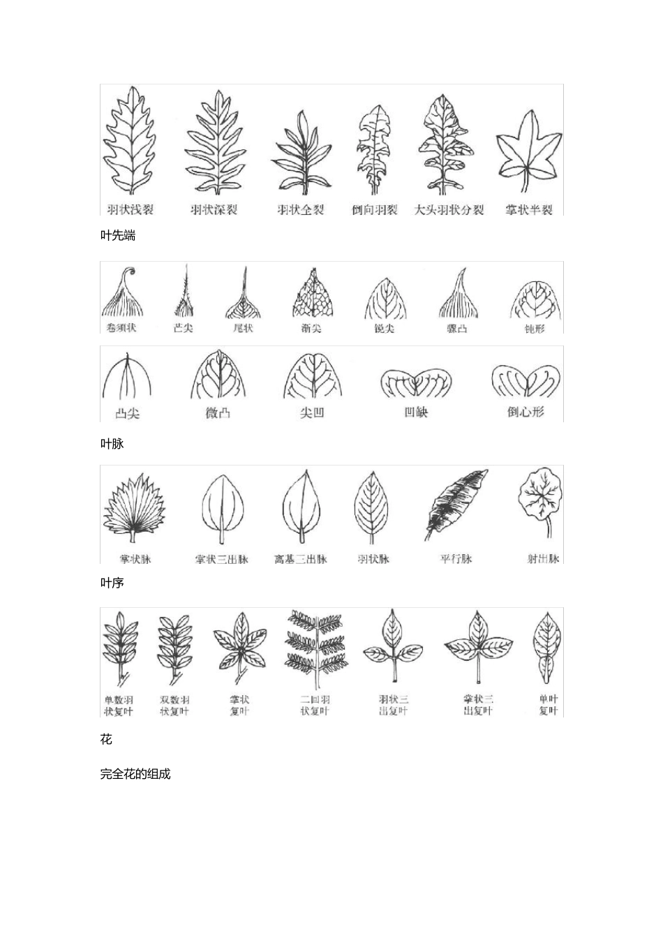植物分类学常用术语图解_第3页