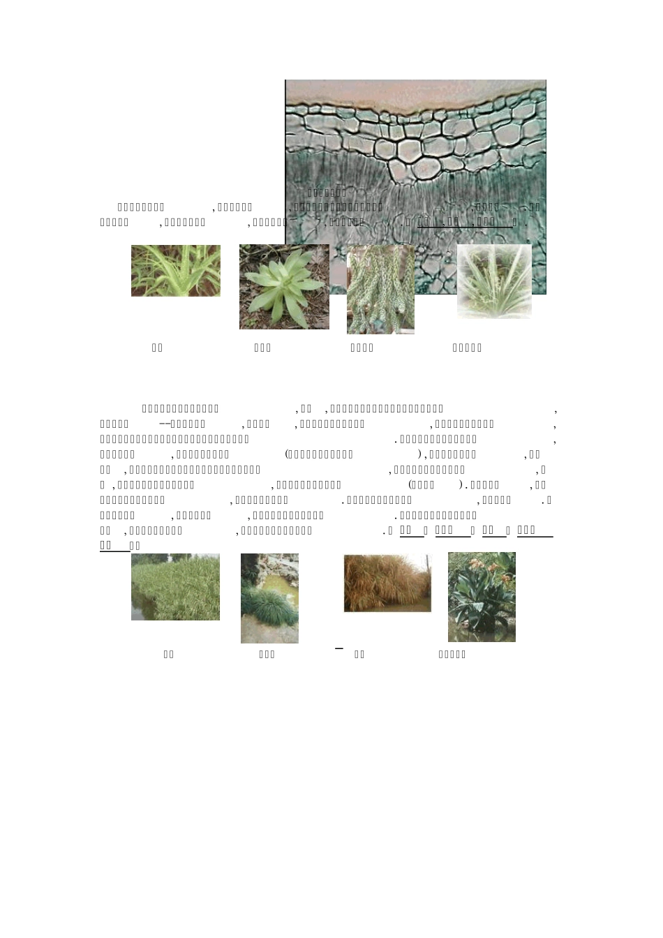 植物叶的形态结构与环境的关系_第2页