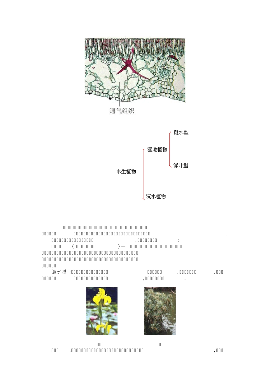 植物叶的形态结构与环境的关系_第3页