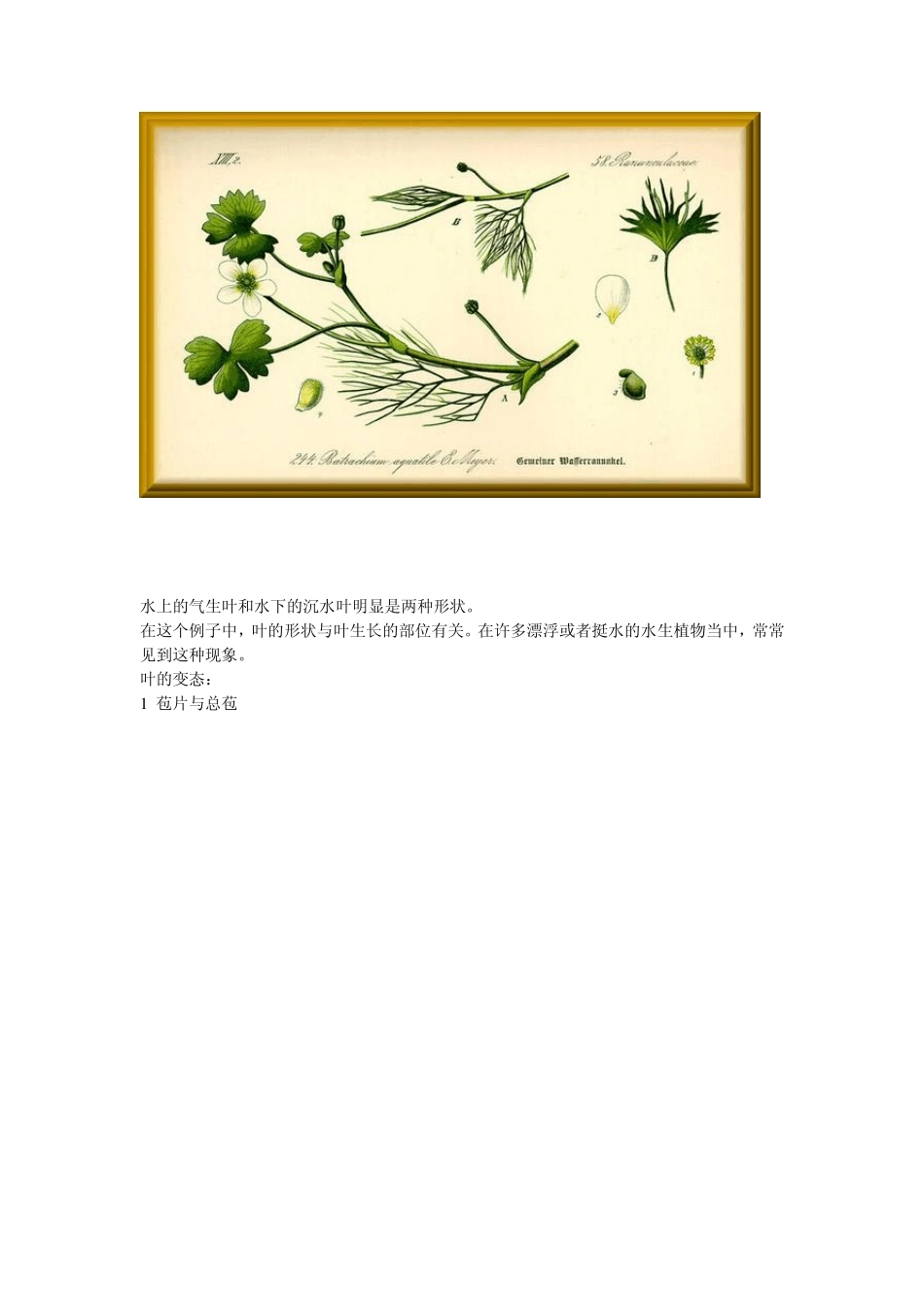 植物叶的形状与什么有关_第2页