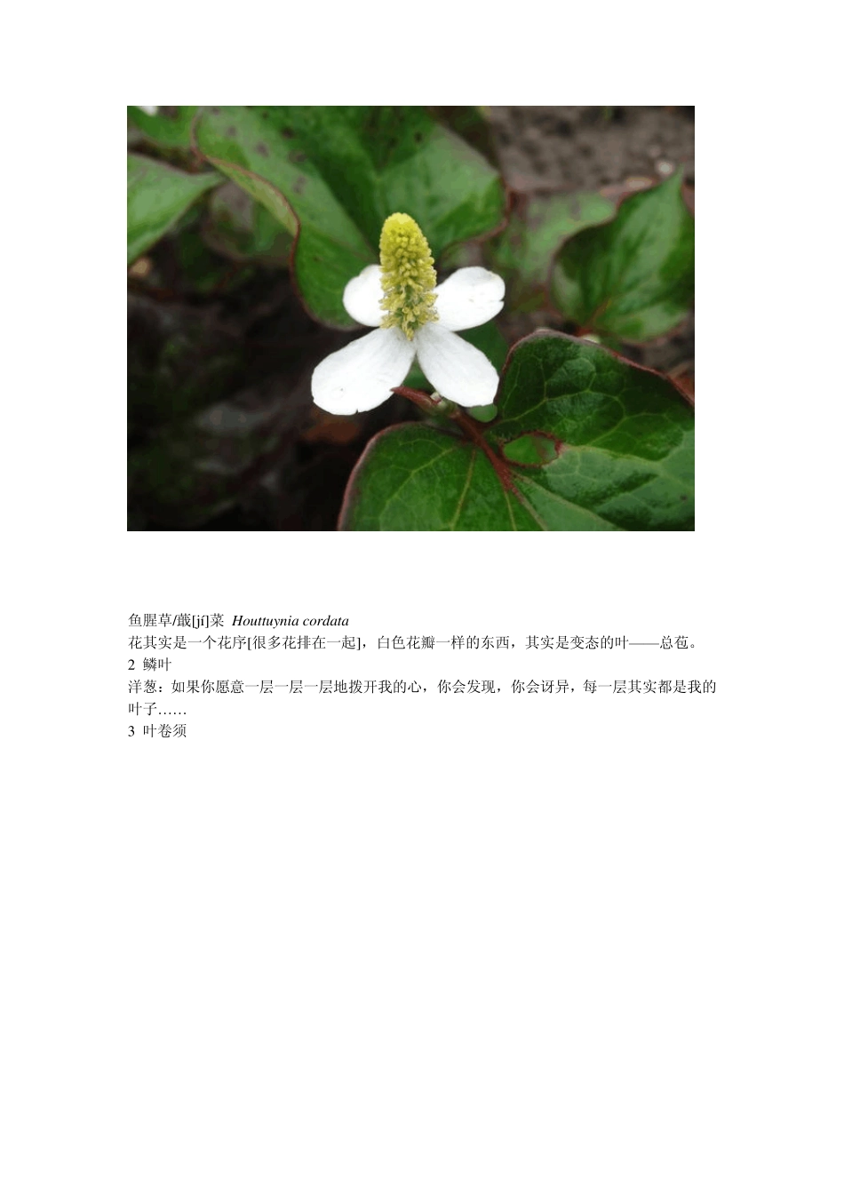 植物叶的形状与什么有关_第3页