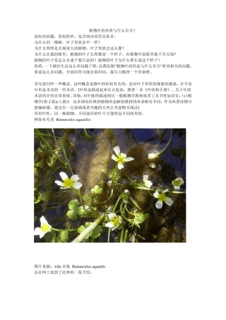 植物叶的形状与什么有关