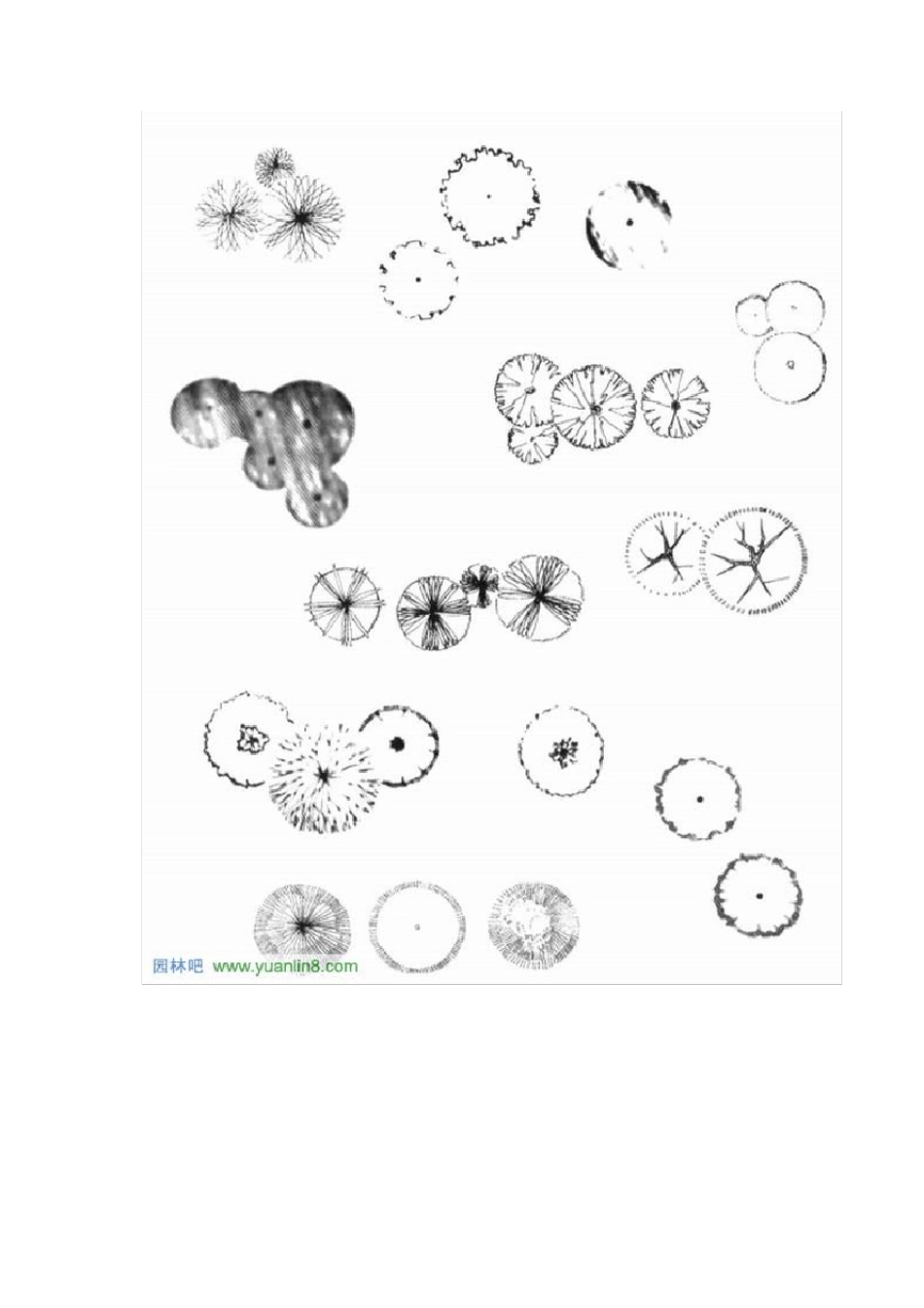 植物在平面图中的表现技法_第2页