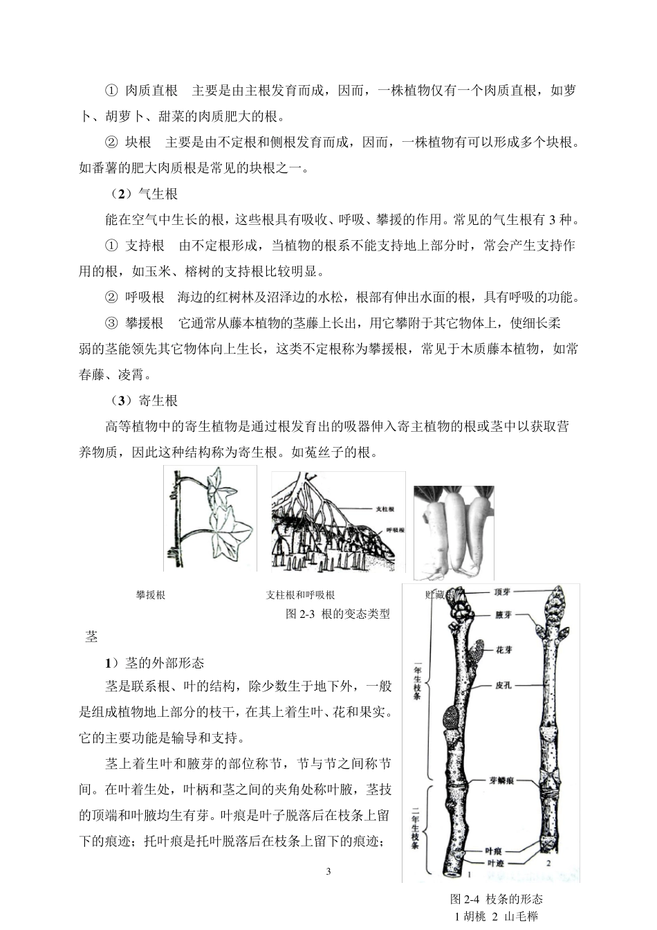 植物形态术语_第3页