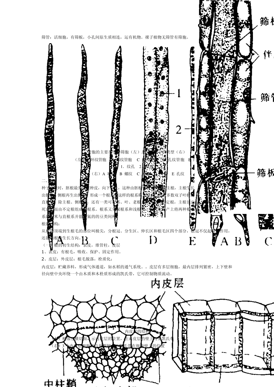 植物形态解剖教案_第2页
