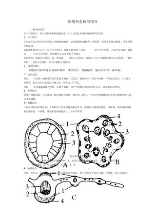 植物形态解剖教案