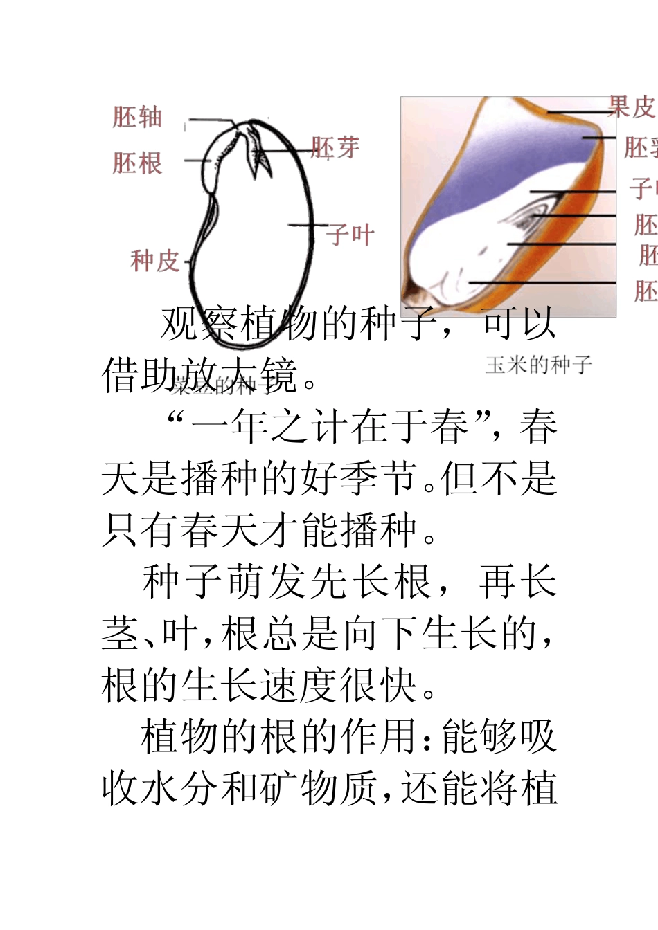 植物的生长变化知识点_第2页