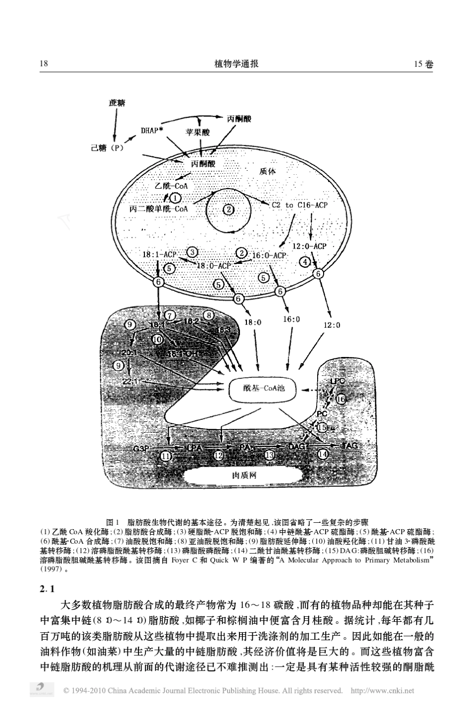 植物种子中脂肪酸代谢途径的遗传调控与基因工程_第3页