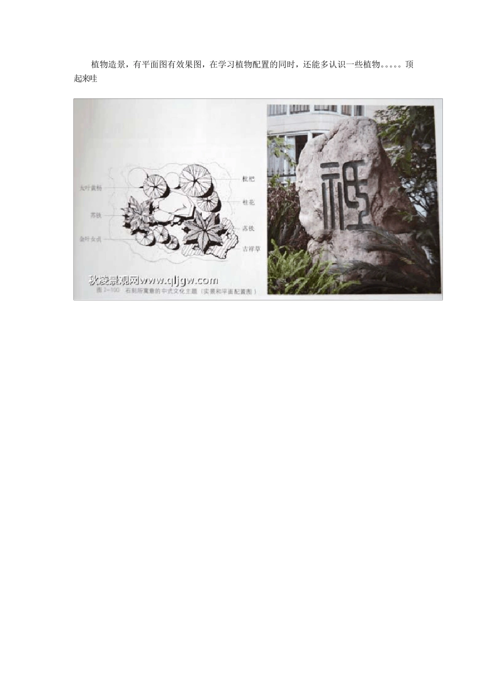 植物造景——园林植物配置平面图+效果图_第1页