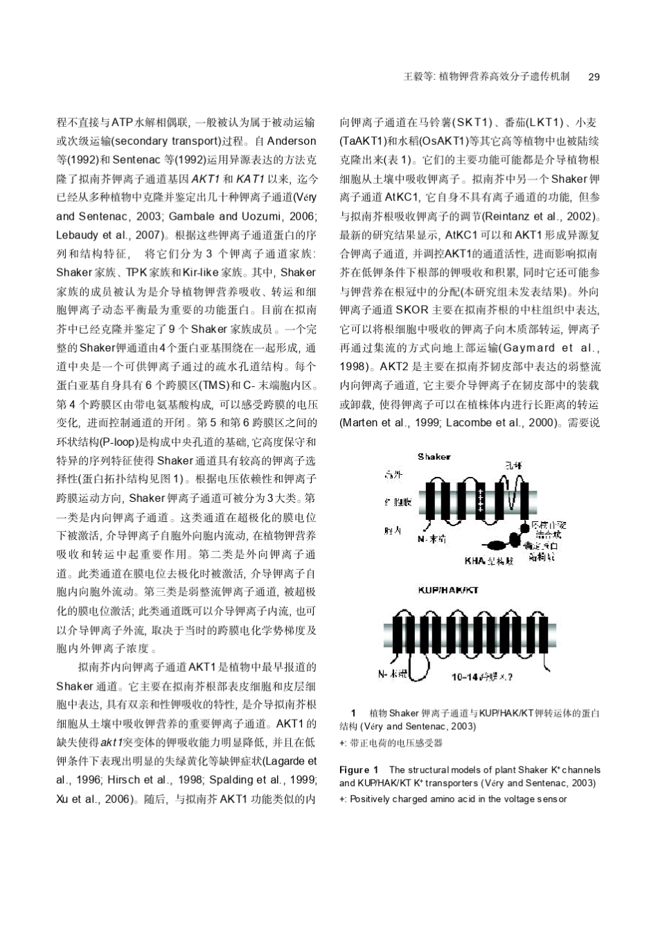 植物钾营养高效分子遗传机制_第3页