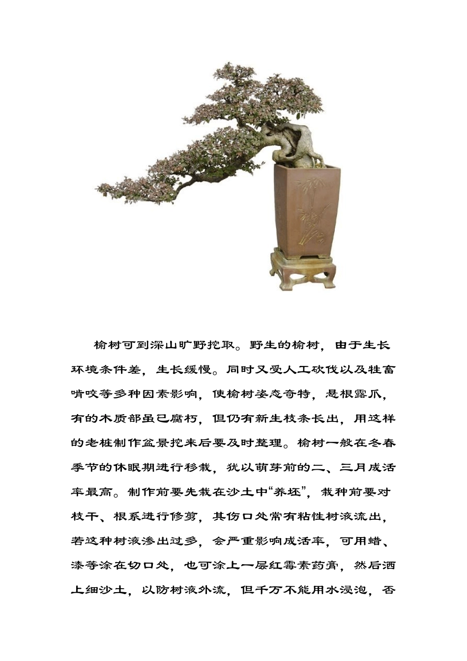 榆树盆景制作_第3页