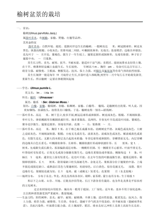 榆树盆景的栽培
