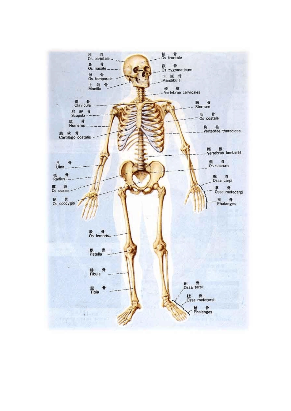 正常人体解剖学图谱_第1页