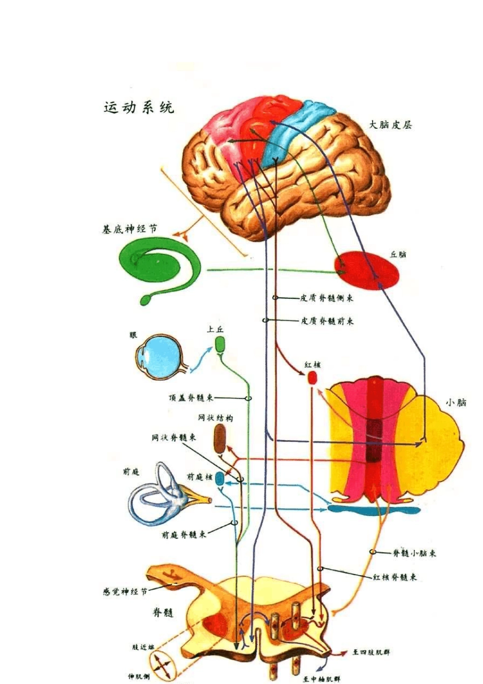 正常人体解剖学图谱_第2页
