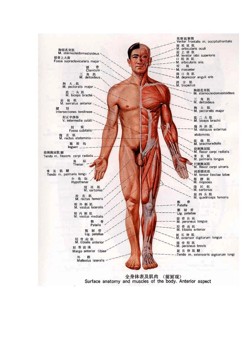 正常人体解剖学图谱_第3页