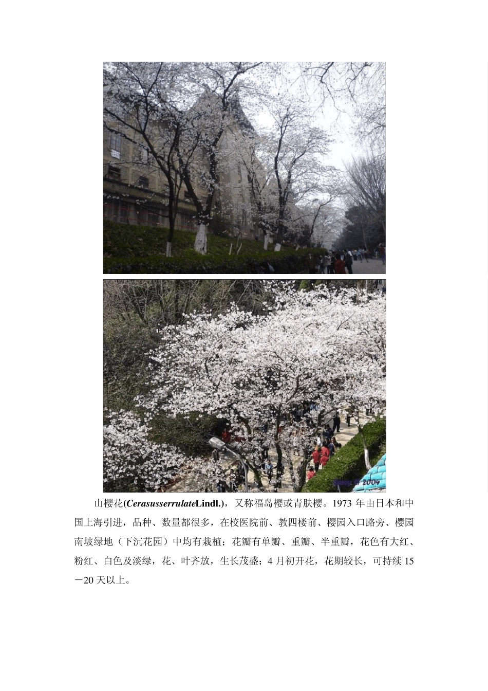 武大樱花种类及分布_第3页