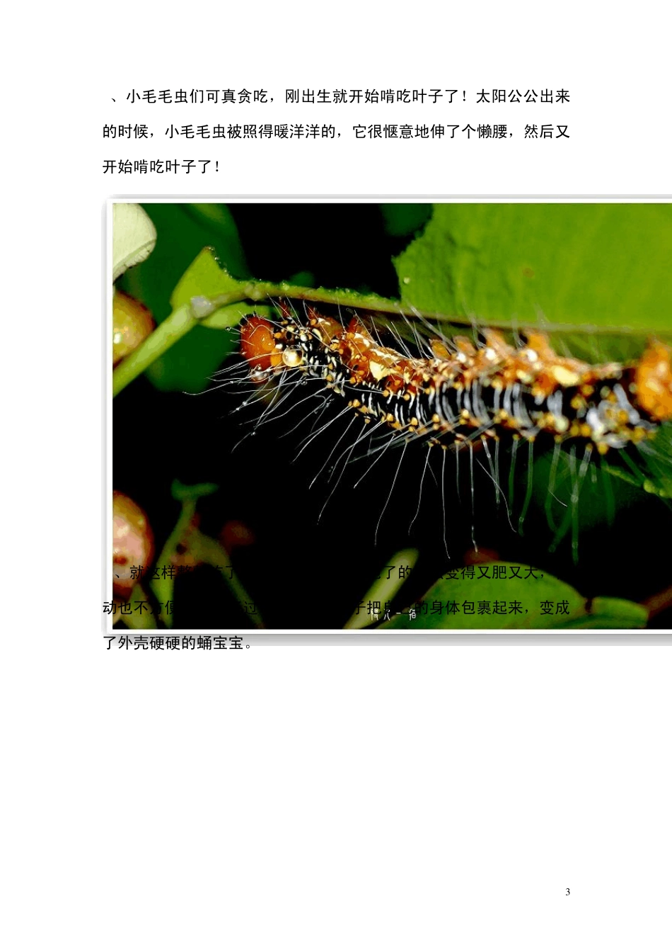 毛毛虫怎么变成蝴蝶的_第3页