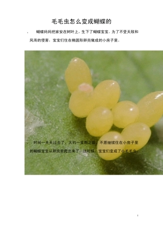 毛毛虫怎么变成蝴蝶的