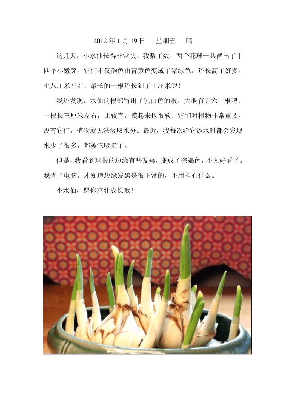 水仙花生长观察日记(附图、原创)_第2页