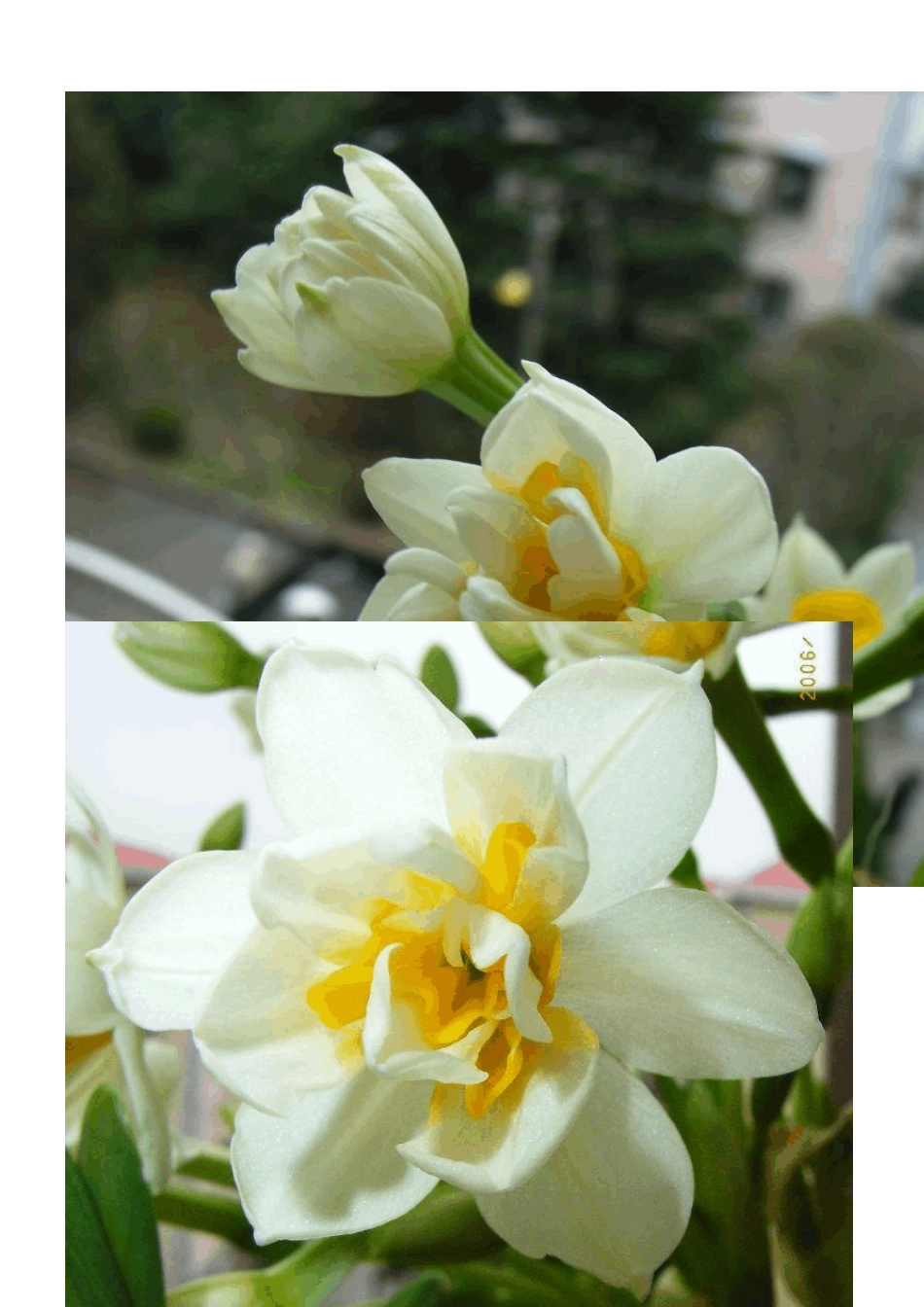 水仙花的基本雕刻方法_第2页