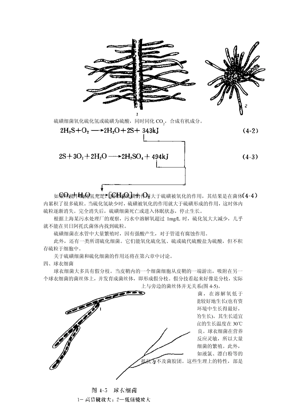 水处理微生物学第四章其它微生物_第3页