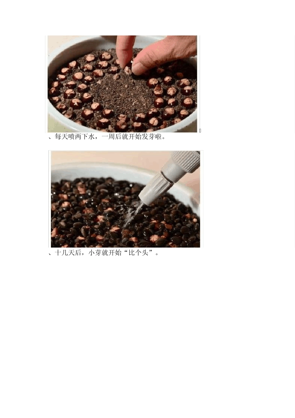 水果森林(自己种植小盆栽)_第2页