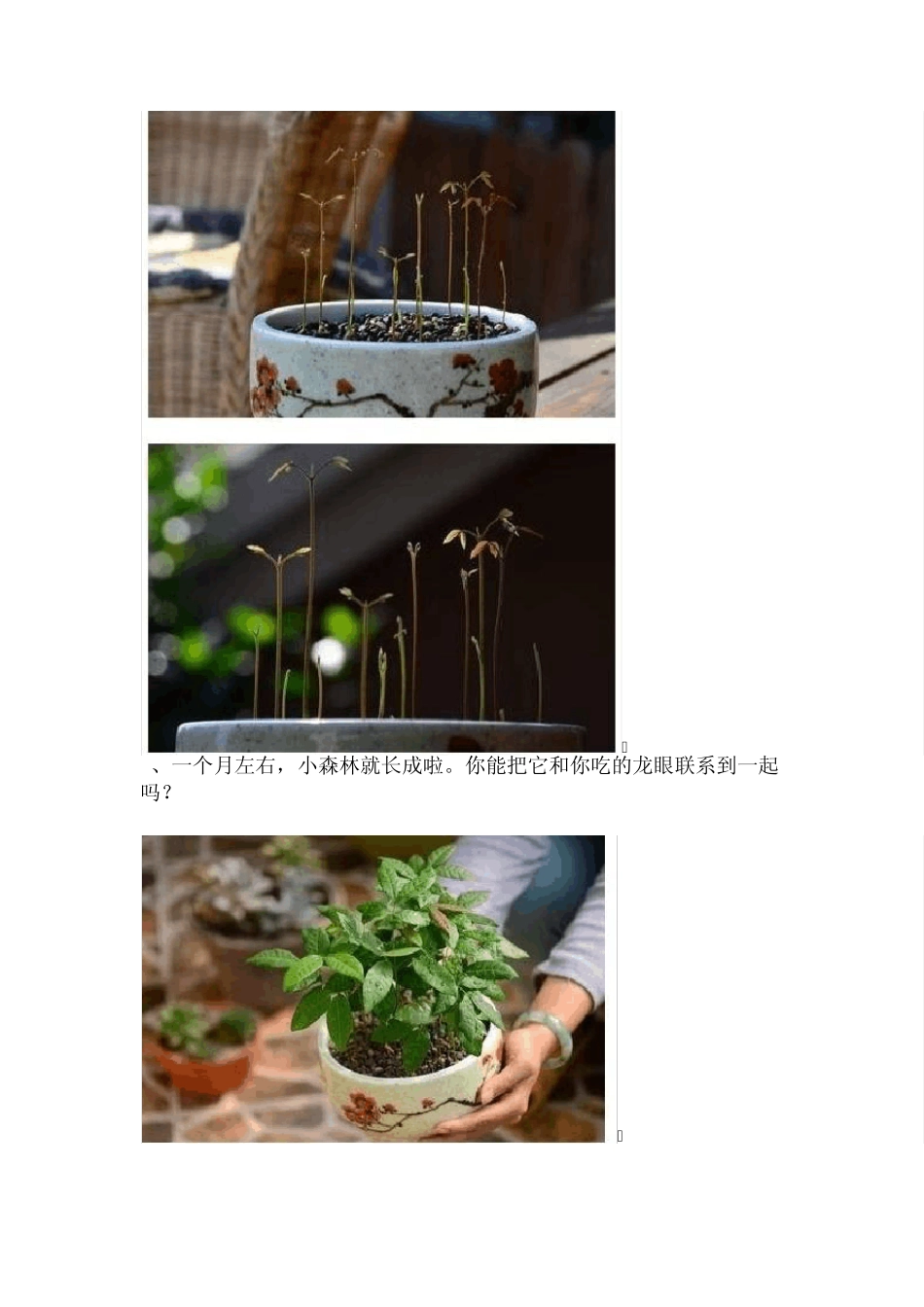 水果森林(自己种植小盆栽)_第3页