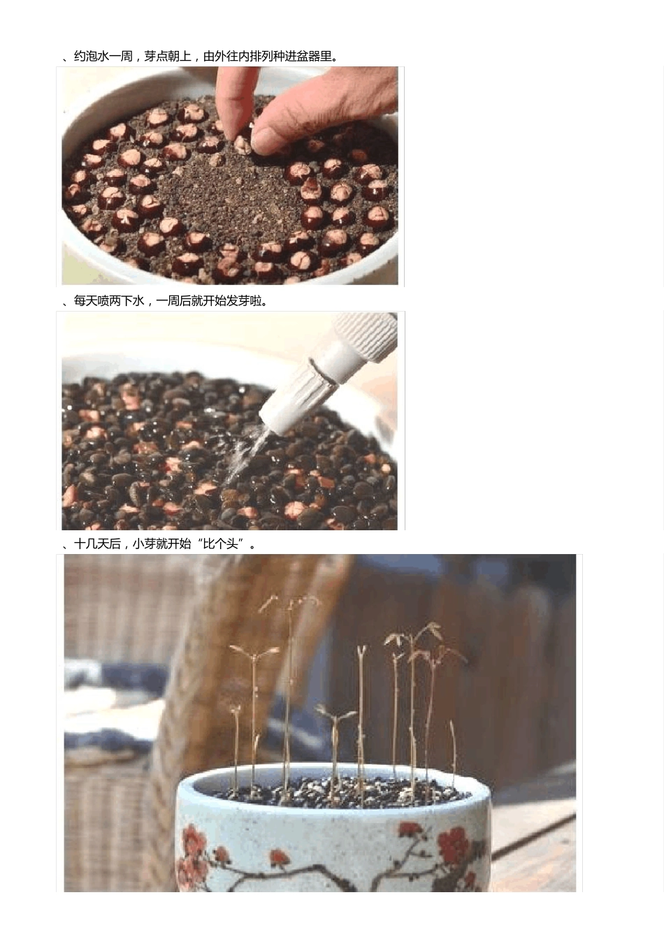水果种子做盆栽_第2页