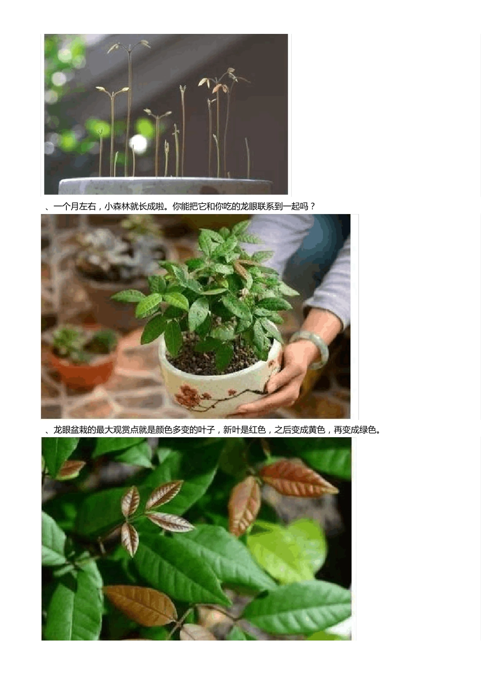 水果种子做盆栽_第3页