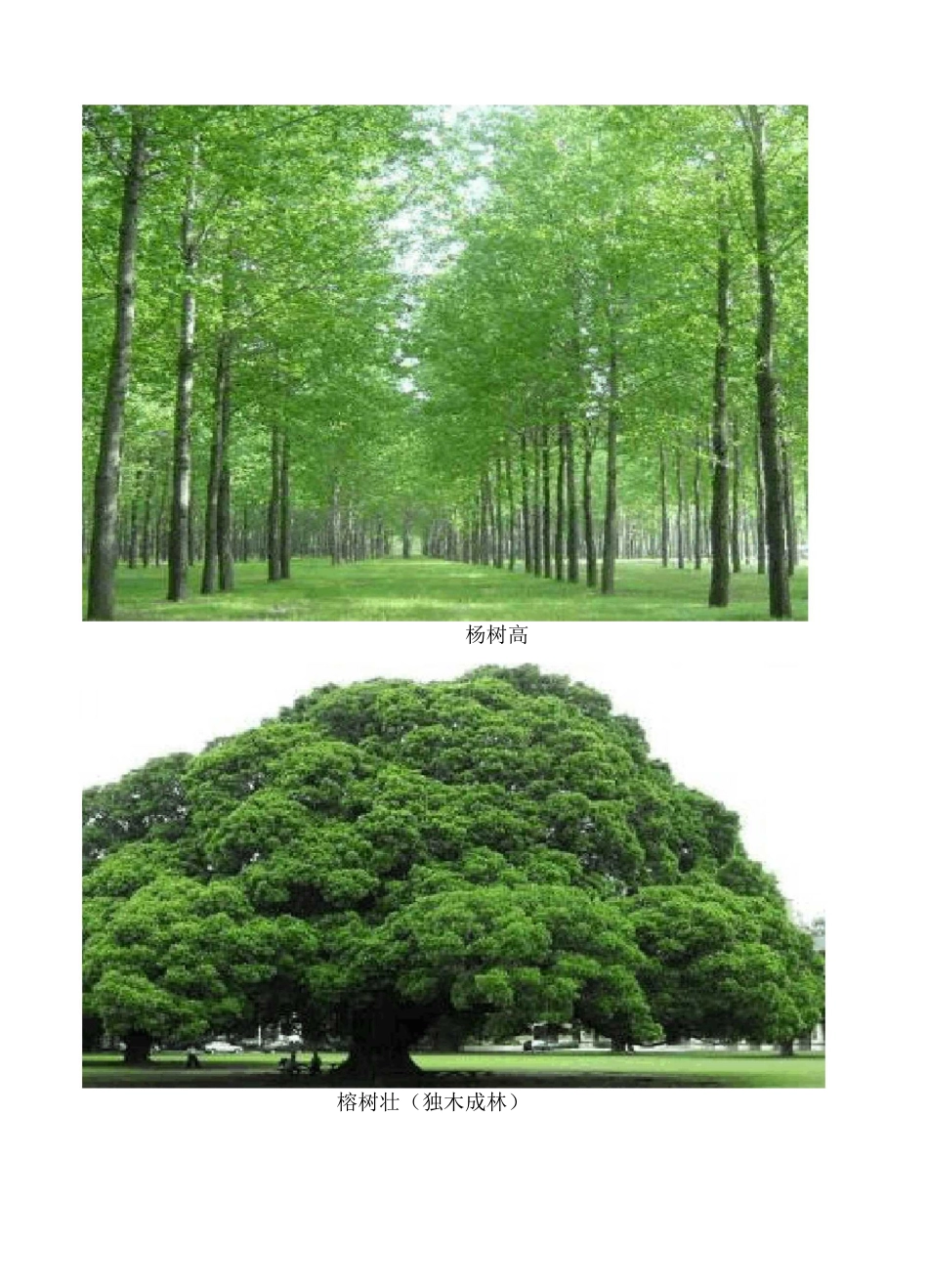 树之歌所有树的图片_第1页