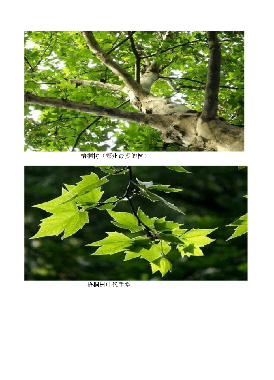 树之歌所有树的图片_第2页