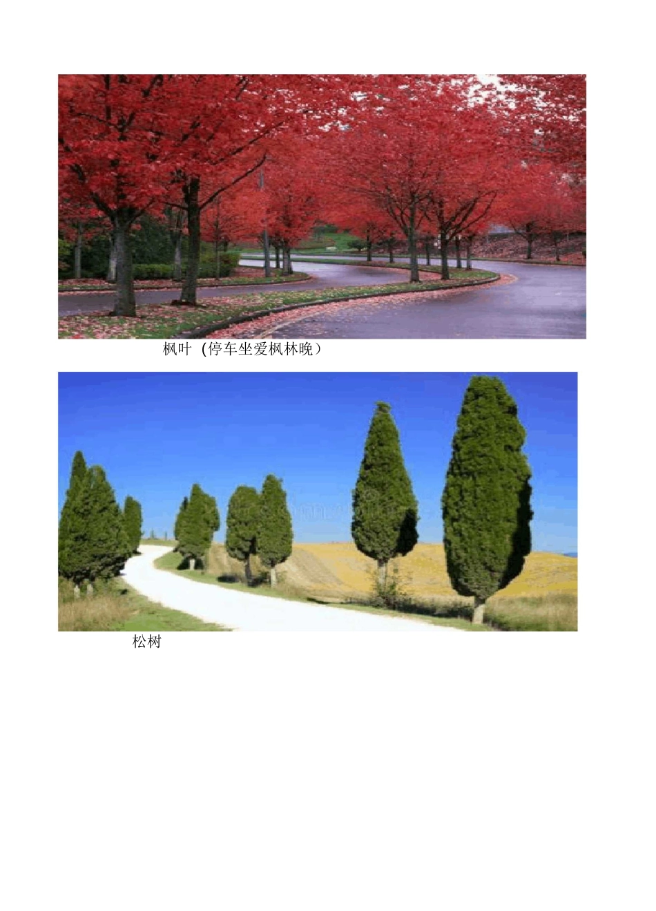 树之歌所有树的图片_第3页