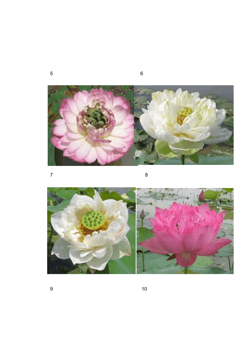 水生、垂直绿化植物_第2页