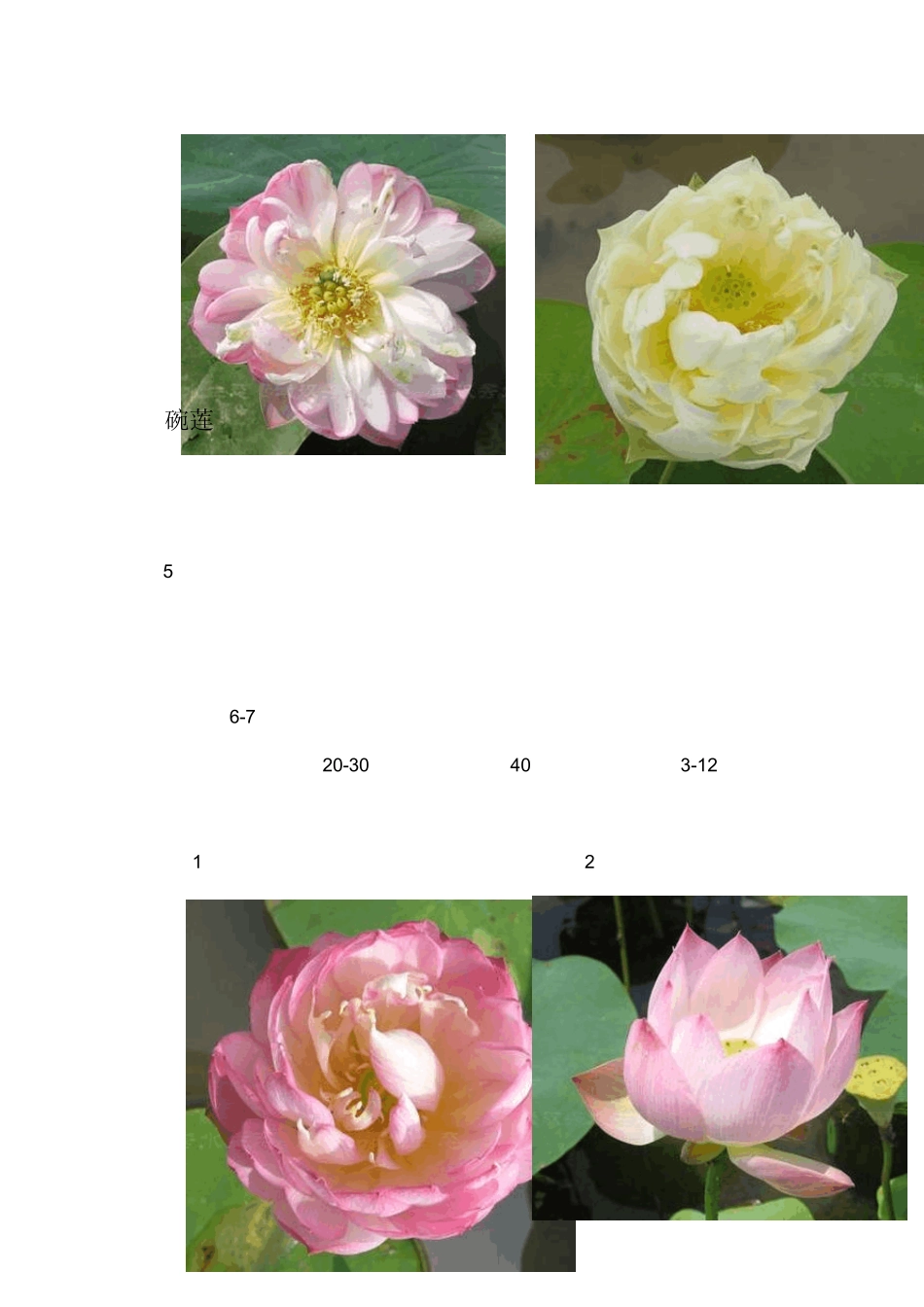 水生、垂直绿化植物_第3页