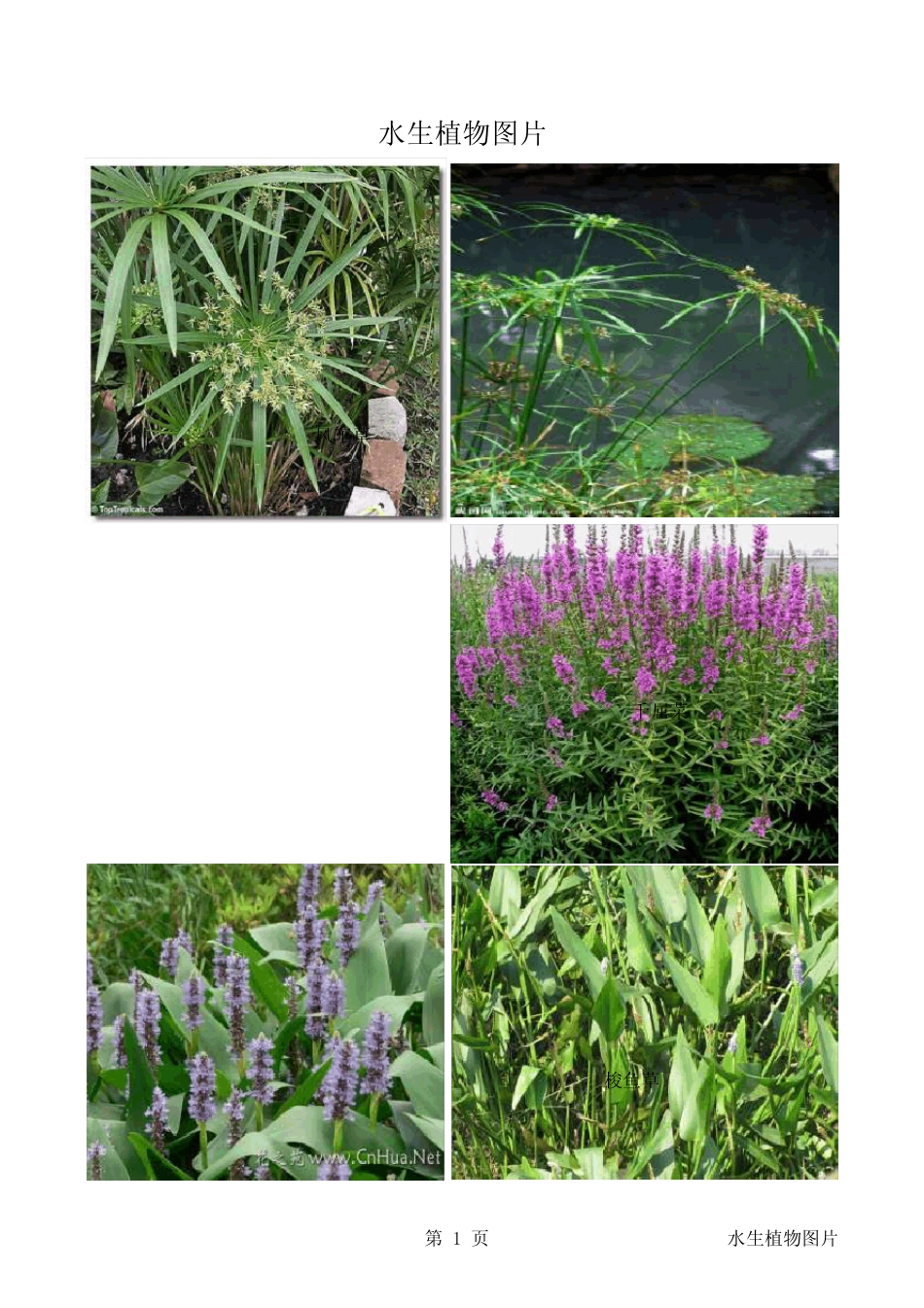 水生植物图片_第1页