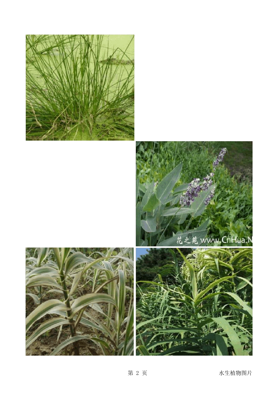 水生植物图片_第2页