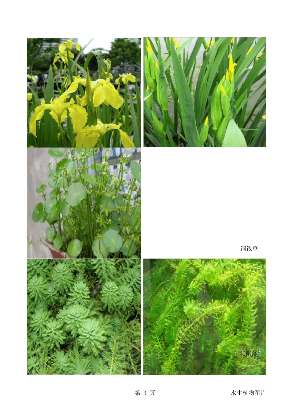 水生植物图片_第3页