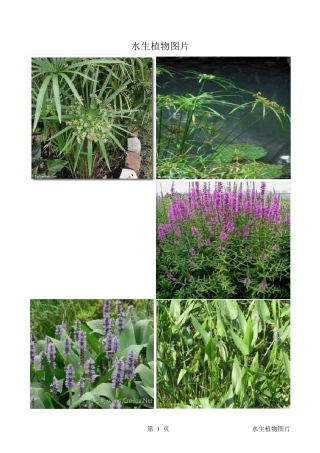 水生植物图片