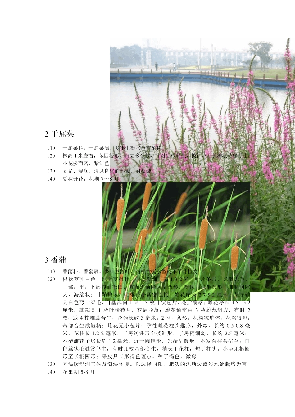 水生花卉30种_第2页