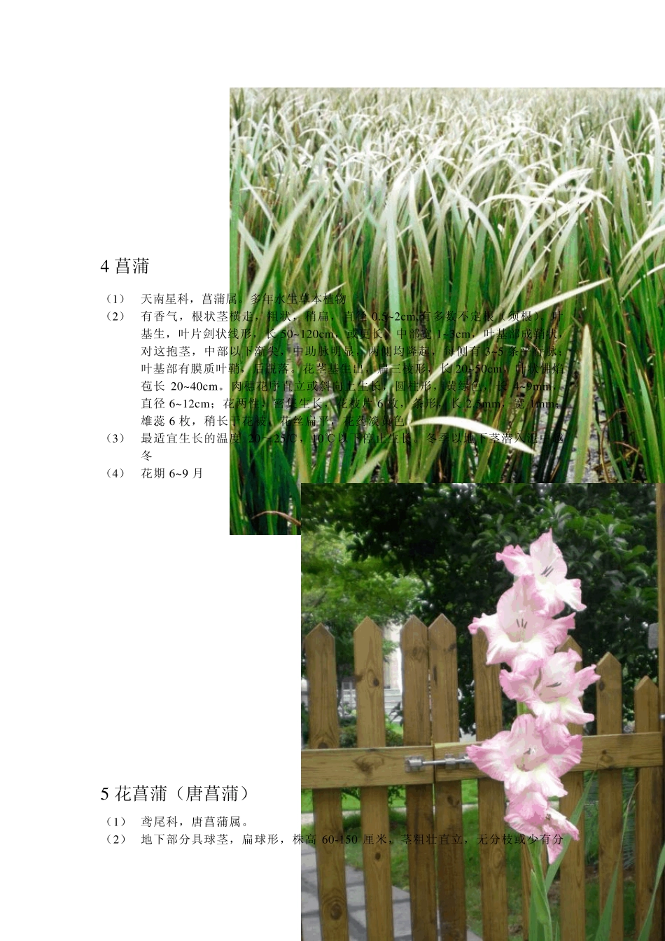水生花卉30种_第3页