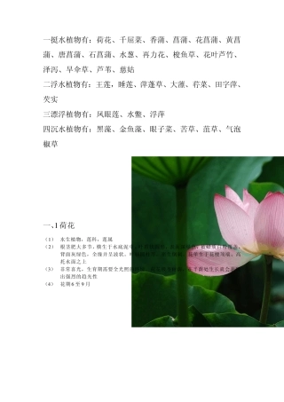 水生花卉30种