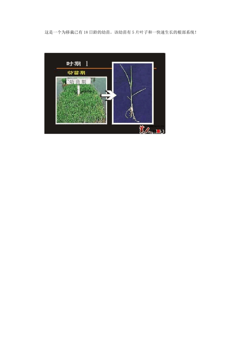 水稻生长过程图解_第2页