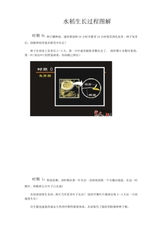 水稻生长过程图解