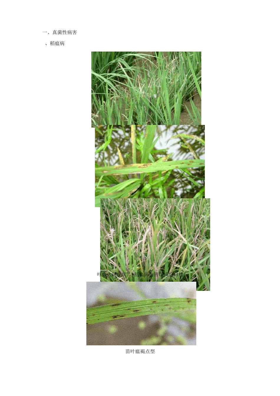 水稻病害图谱_第1页