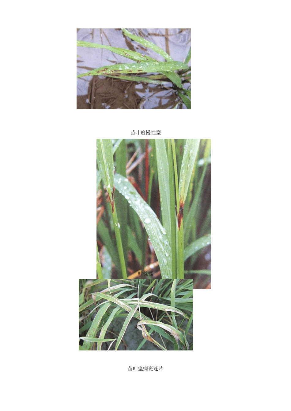 水稻病害图谱_第2页