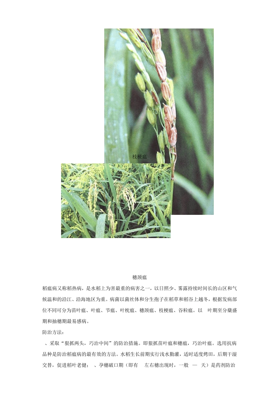 水稻病害图谱_第3页
